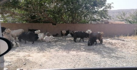 “Qurd Qapısı”nda VƏHŞİLİK... - NARAZILIQ VAR!