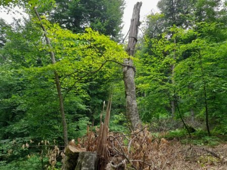 Quba meşələri belə məhv edilir-Video