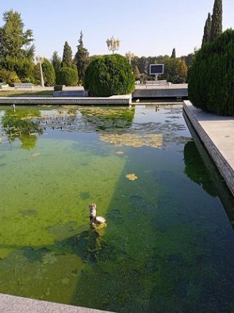 Vidadi İsayevin başı necə qarışıbsa... - BU NƏDİ BELƏ?