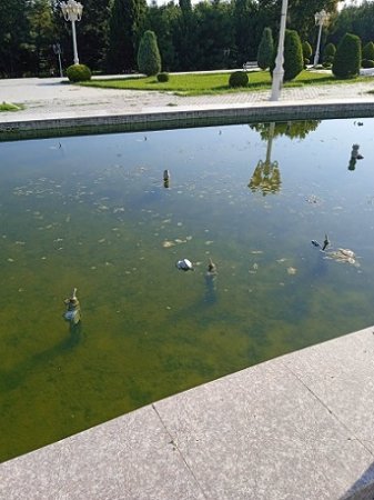 Vidadi İsayevin başı necə qarışıbsa... - BU NƏDİ BELƏ?