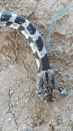 "Bəlkə Cəlilabad rayonu köçürülüb, xəbərimiz yoxdur..." - BU NƏDİ BELƏ?