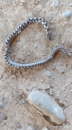 "Bəlkə Cəlilabad rayonu köçürülüb, xəbərimiz yoxdur..." - BU NƏDİ BELƏ?