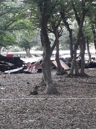 Qırmızı Kitaba daxil olan agaclar məhv edilib, yerində restoran tikilib - NAZİRİN NƏZƏRİNƏ...