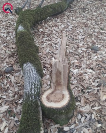 “Qonşularım gözətçisi olduğum meşənin ağaclarını kəsiblər” - GİLEY