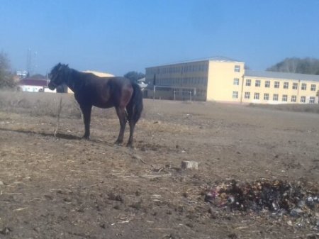 “Təhsil şöbəsinin müdiri ilə məktəb direktorları boş iş yerlərini hərraca çıxarıblar” – OĞLU İMTAHANDA 75 BAL TOPLAYAN GORANBOY SAKİNİ