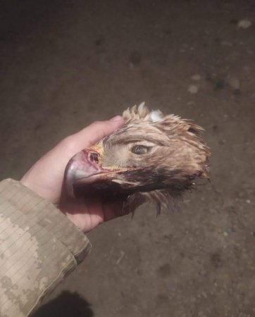 ETSN rəhbərliyi yəqin ki Türyançaydakı bu harınlıqdan bixəbərdir... - DƏHŞƏTLİ MƏNZƏRƏ...