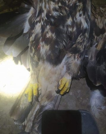 ETSN rəhbərliyi yəqin ki Türyançaydakı bu harınlıqdan bixəbərdir... - DƏHŞƏTLİ MƏNZƏRƏ...