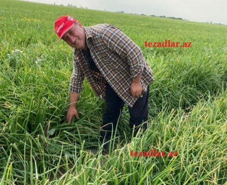 İSMAYILLIDA NƏ BAŞ VERİR- ARAŞDIRMA İSMAYILLIDA NƏ BAŞ VERİR- ARAŞDIRMA