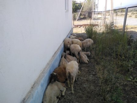 Dövlətin puluna YAĞI MÜNASİBƏTİ... - BUNUN BAŞQA ADI YOXDUR...