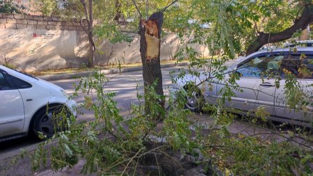 Bakı Şəhər Yaşıllaşdırma Təsərrüfatı Birliyi HARA BAXIR? - BU NƏDİ BELƏ?..