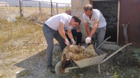 Nazirin nəzərinə İSTİ FAKT: Camaata verilən heyvanlar xəstə çıxdı, ikisi öldü - FACİƏ DEYİL... AMMA FAKTDIR!