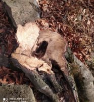 “Bu adam meşədə BAZAR AÇIB...” - NAZİRİN NƏZƏRİNƏ!