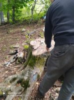 “Bu adam meşədə BAZAR AÇIB...” - NAZİRİN NƏZƏRİNƏ!