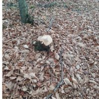 “Bu adam meşədə BAZAR AÇIB...” - NAZİRİN NƏZƏRİNƏ!