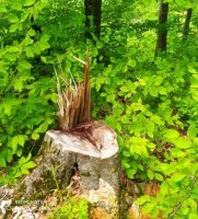 “Bu adam meşədə BAZAR AÇIB...” - NAZİRİN NƏZƏRİNƏ!