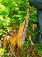 “Bu adam meşədə BAZAR AÇIB...” - NAZİRİN NƏZƏRİNƏ!