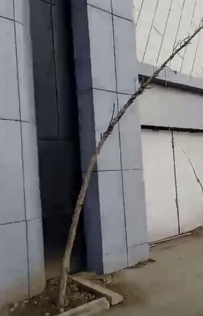 Azay Möhnətovun qalmaqallı bazarında nə baş verir? - FOTOLAR