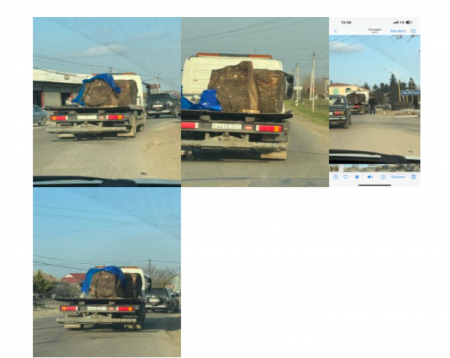 Muxtar Babayev Masallıda ağac əkir, Nəsimi Nəsibov da meşələrin kəsilməsinə rəvac verir