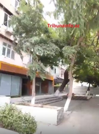 “Gold” MTK yüzlərlə ağacı məhv etdi –FOTOFAKT