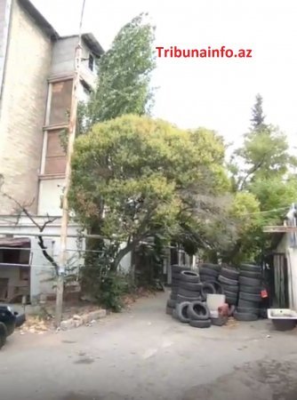 “Gold” MTK yüzlərlə ağacı məhv etdi –FOTOFAKT
