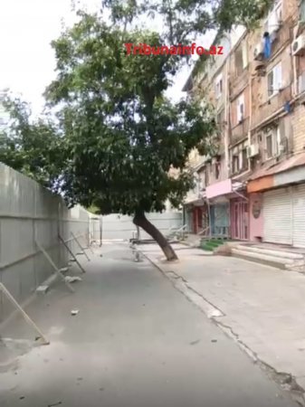 “Gold” MTK yüzlərlə ağacı məhv etdi –FOTOFAKT