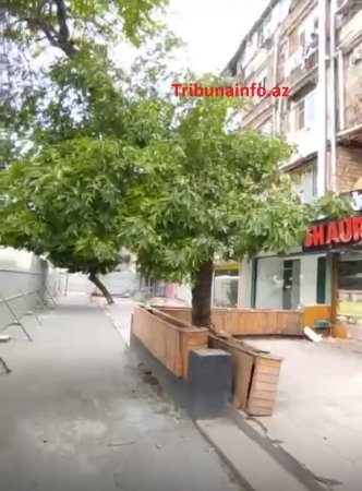 “Gold” MTK yüzlərlə ağacı məhv etdi –FOTOFAKT