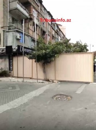 “Gold” MTK yüzlərlə ağacı məhv etdi –FOTOFAKT