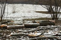 Zaqatalada qanunsuz ağac budaması - Akif Məmmədov saxta rəy verib Zaqatalada qanunsuz ağac budaması - Akif Məmmədov saxta rəy verib