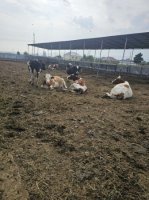 ADAU-da baş verən qanunsuzluqların izi ilə - VİDEO / YENİLƏNİB